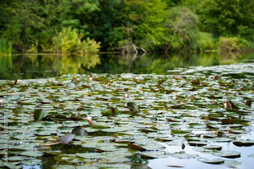 Pond plenty of leaves on the water