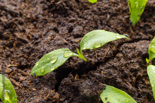 Young sprouts in the spring close-up on wet soil. Drops of dew on the leaves.
