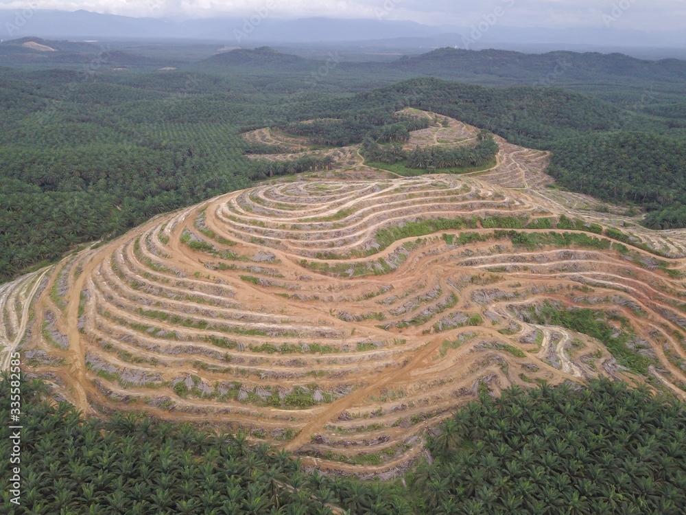 UN-Klimakonferenz > Gemeinsamer Beschluss gegen Abholzung