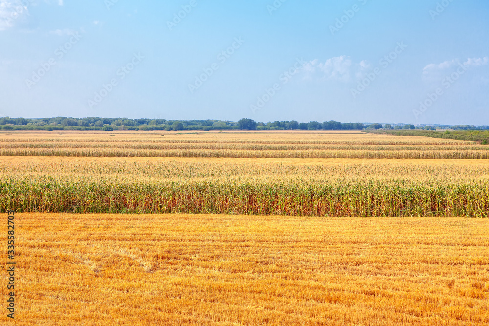 agricultural corn field in the summer