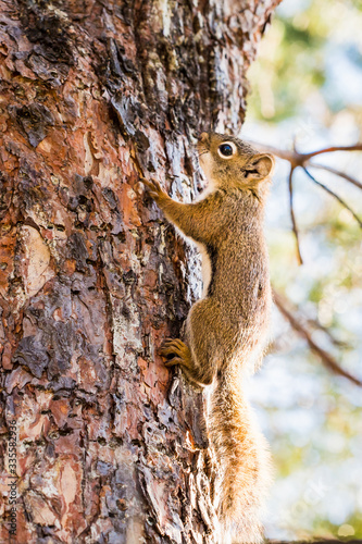 Squirrel in a Tree © Scott Prokop