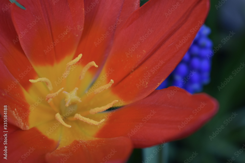 Tulipa (tulips) is genus of spring blooming perennial herbaceous bulbiferous geophytes dying back after flowering to an underground storage bulb In structure the plant is generally cup or star shaped Tulipa (tulips) is genus of spring blooming perennial herbaceous bulbiferous geophytes dying back after flowering to an underground storage bulb In structure the plant is generally cup or star shaped