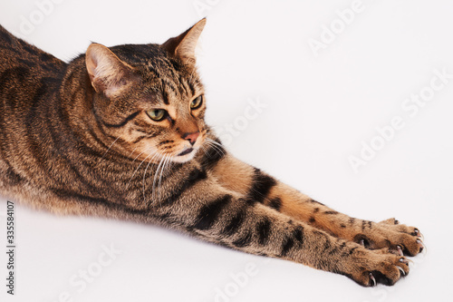Gato estirándose sobre fondo blanco