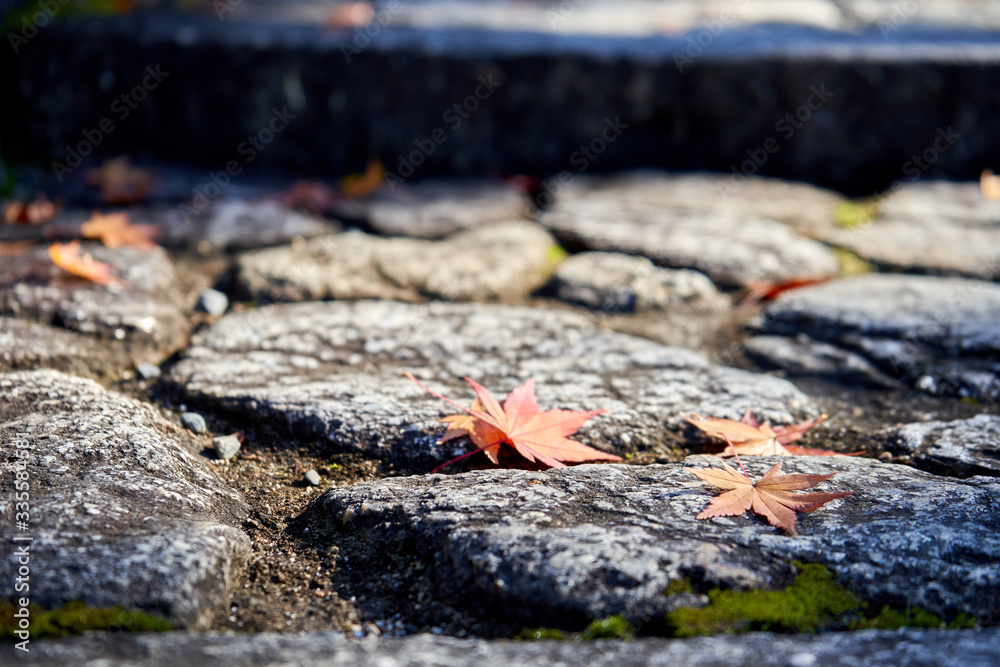 Autumn leaves on the stone pathway with sun and shadows Autumn leaves on the stone pathway with sun and shadows