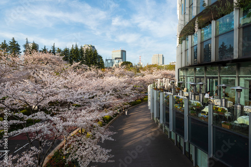Tokyo Midtown Cherry Blossom during sunset