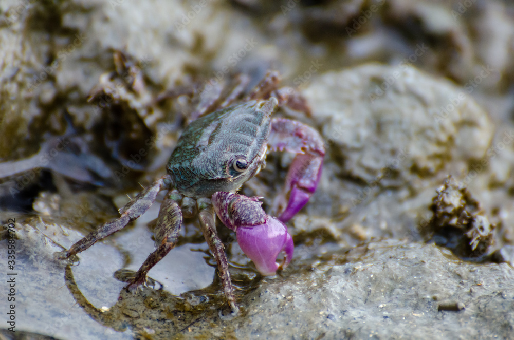 Purple crab search food at rock near coastal. Purple crab search food at rock near coastal.