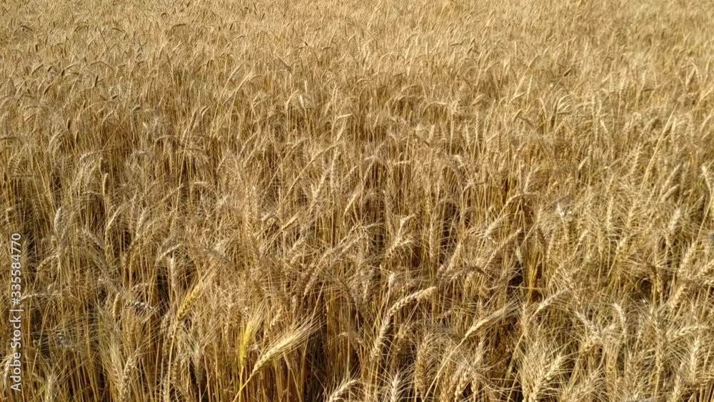 Slow motion. Close up. Wheat Field close up. Ripe seeds in dry wheat heads on big field in countryside. Golden wheat field isolated. Nepal Slow motion. Close up. Wheat Field close up. Ripe seeds in dry wheat heads on big field in countryside. Golden wheat field isolated. Nepal
