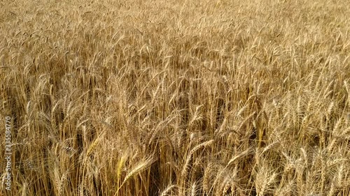 Slow motion. Close up. Wheat Field close up. Ripe seeds in dry wheat heads on big field in countryside. Golden wheat field isolated. Nepal