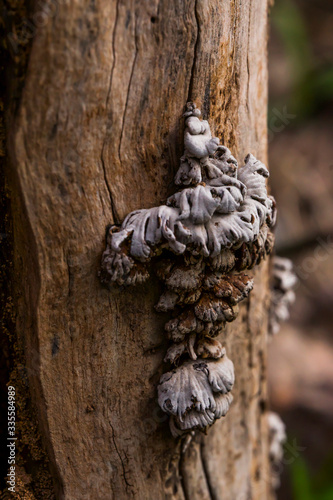 Tree mushroom on the surface of a tree trunk. The texture of dry wood mushroom. The texture of the trunk of an old tree. Fragment. Macro photo.