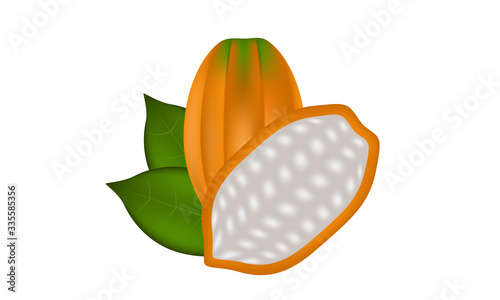 Fresh Cocoa fruit and cut vector and illustration