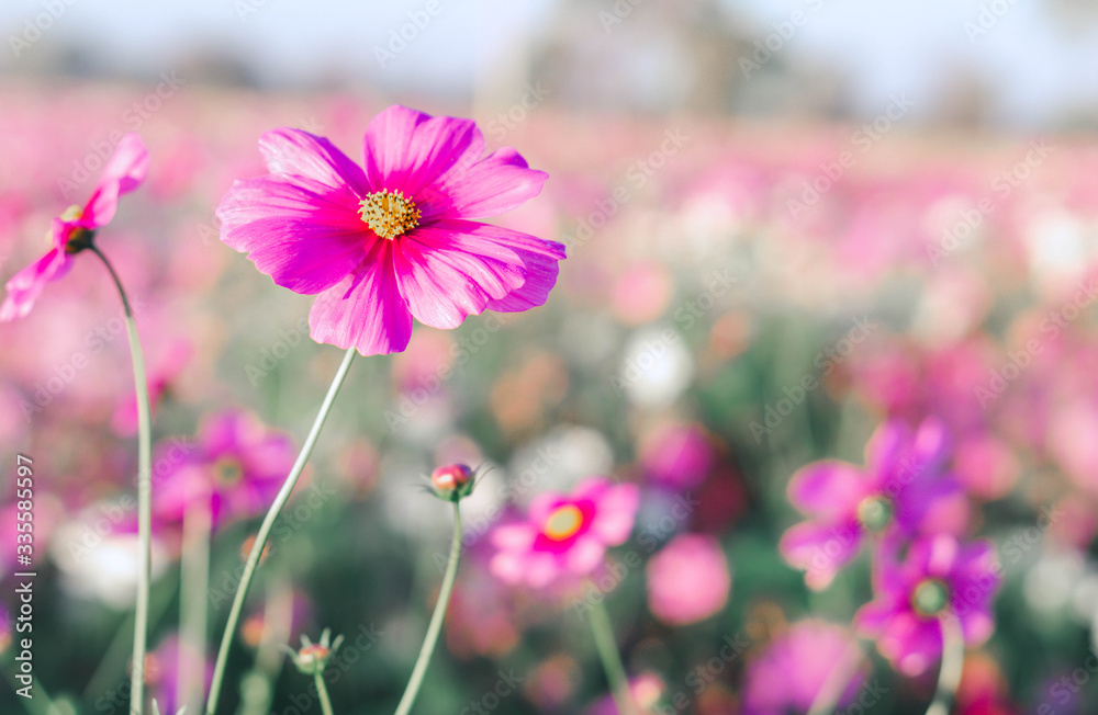 Closeup beautiful pink cosmos flower in the field with sunlight at morning, selective focus