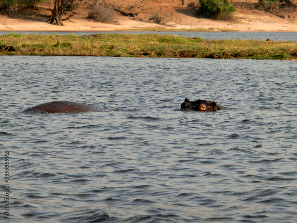 Fototapeta premium Hippopotamus amphibius