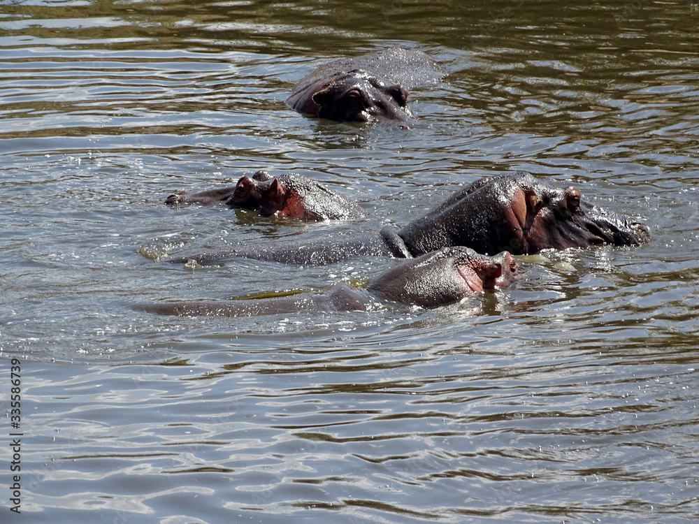 Fototapeta premium Hippopotamus amphibius