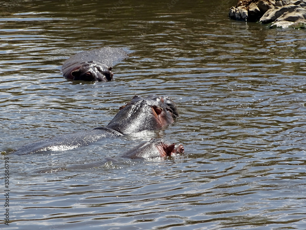 Fototapeta premium Hippopotamus amphibius