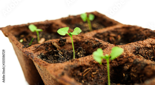 Young bright green sprouts of basil in peat pots which was sprouted from seeds on a white background, the concept of gardening of spring plantings in the garden