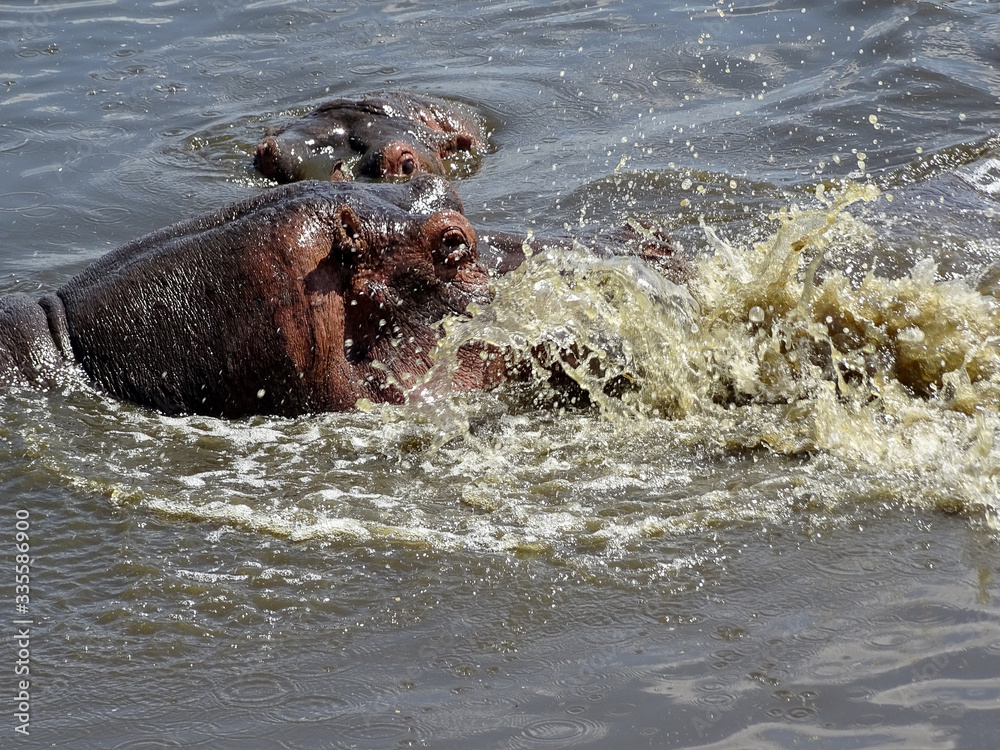 Hippopotamus amphibius