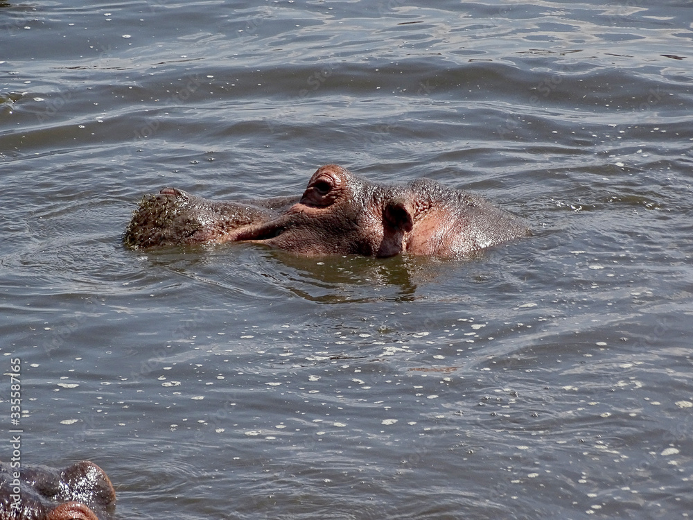 Fototapeta premium Hippopotamus amphibius