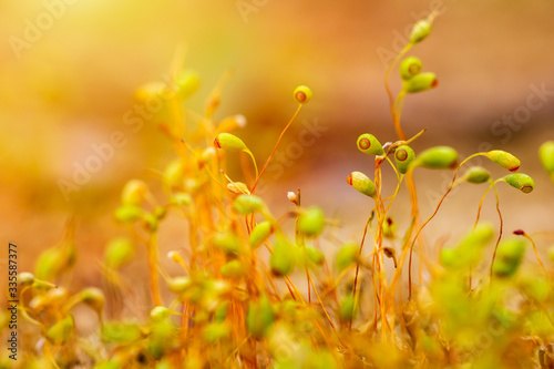 Fototapeta Naklejka Na Ścianę i Meble -  Group of spring moss Pohlia nutans in gold light. Macro photo