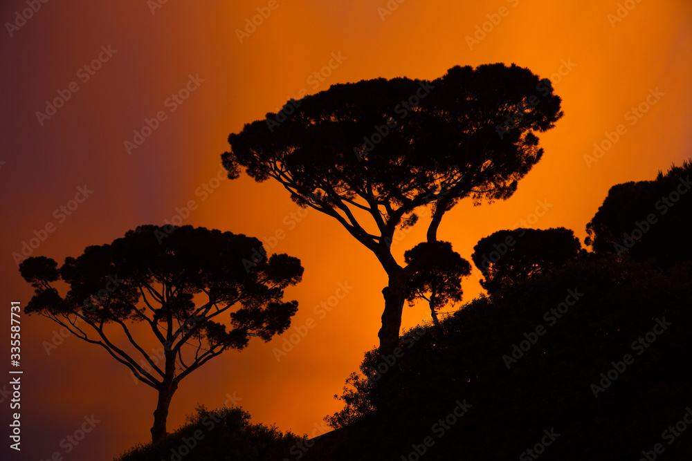 Umbrella pines, Rome, Italy