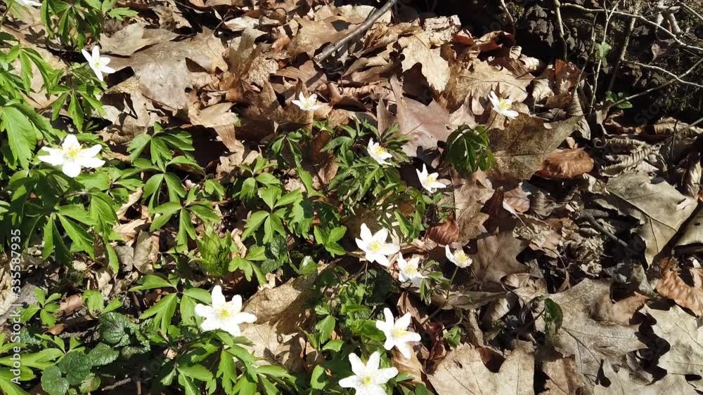 White anemone flowers in the forest. White anemone flowers in the forest.