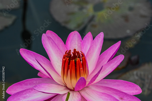 Lotus Flower in blooms