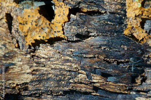 tree bark texture