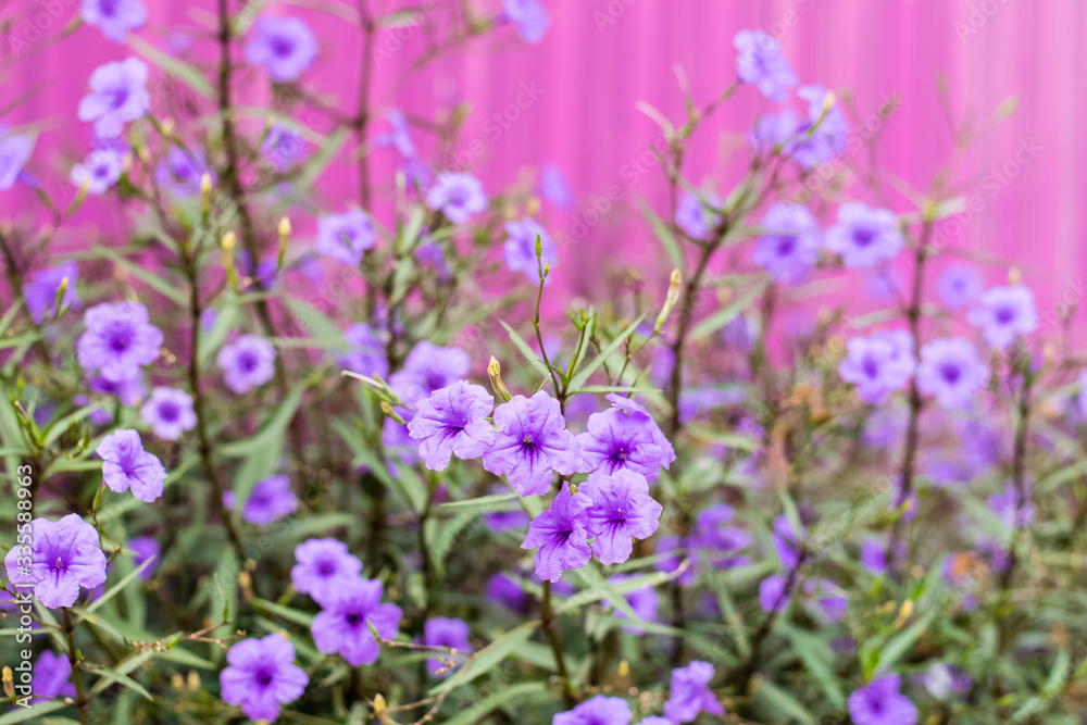 Purple Ruellia tuberosa