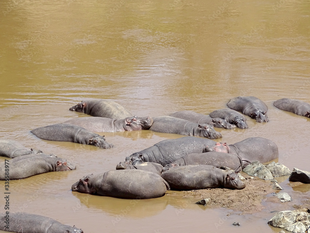 Hippopotamus amphibius Hippopotamus amphibius