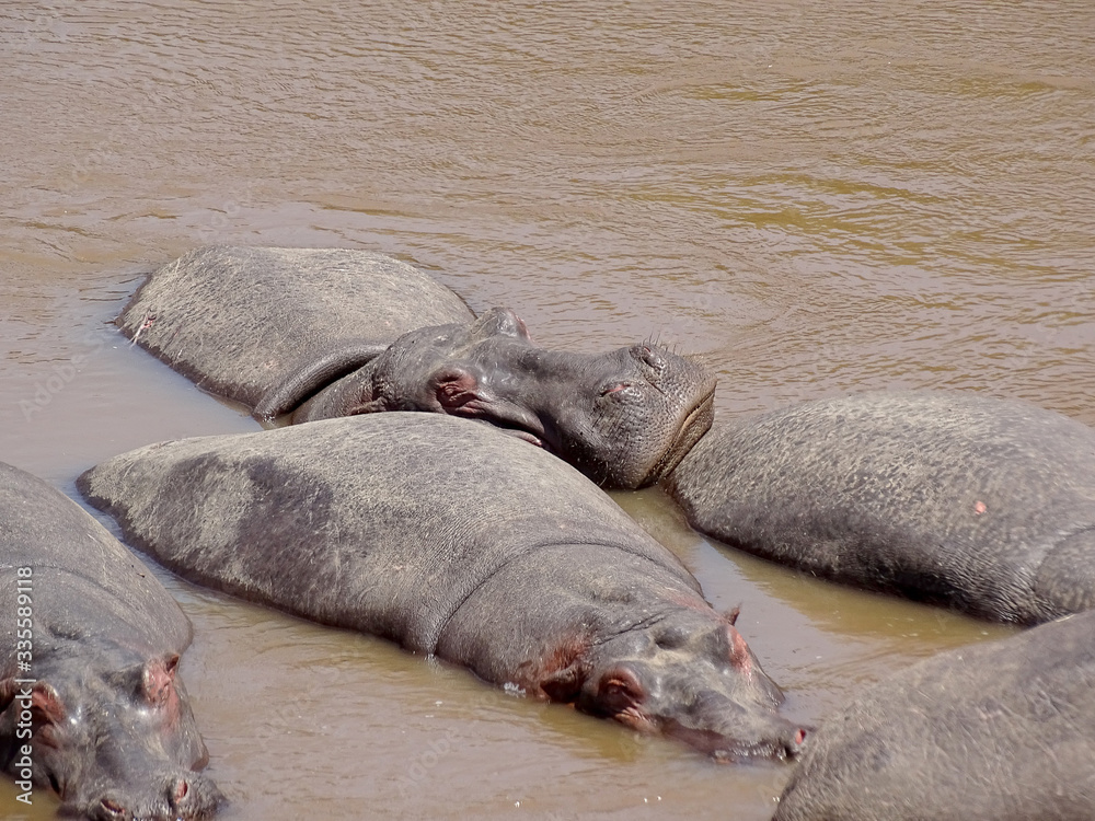 Fototapeta premium Hippopotamus amphibius