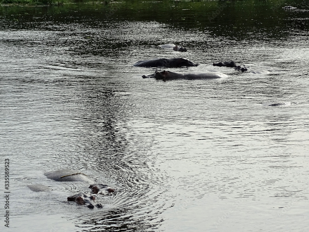 Fototapeta premium Hippopotamus amphibius