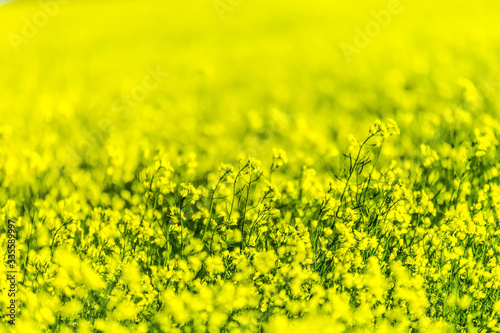 Yellow Canola Field