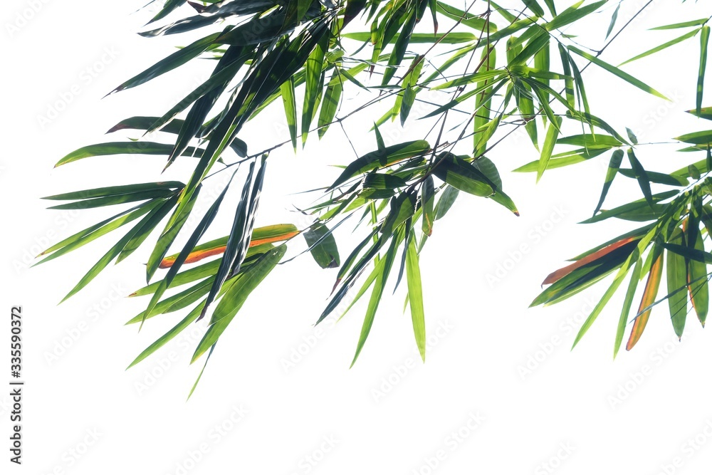 Fototapeta premium Bamboo leaves with branches on white isolated background for green foliage backdrop