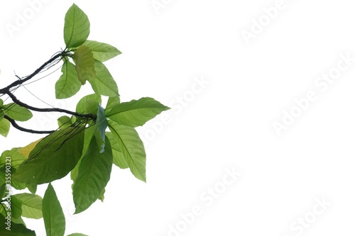 Tropical tree with leaves branches on white isolated background for green foliage backdrop and copy space 