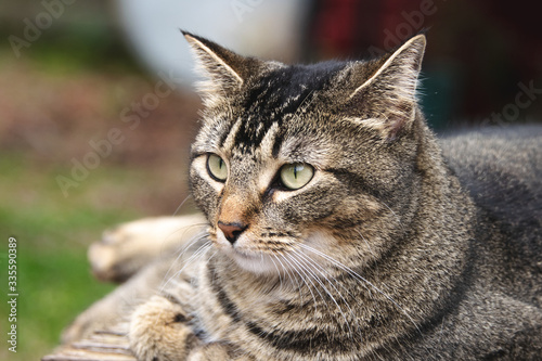 Brown striped tabby cat with green eyes staring at something in the foreground