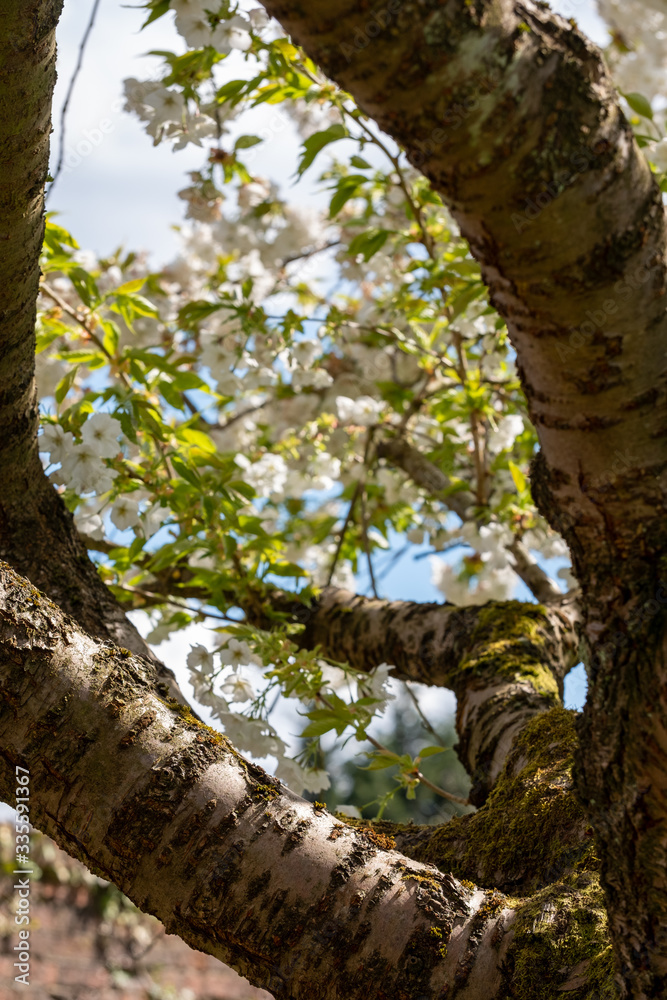 Tree branches and spring blossom at Eastcote House historic walled garden in the Borough of Hillingdon, London, UK. Tree branches and spring blossom at Eastcote House historic walled garden in the Borough of Hillingdon, London, UK.