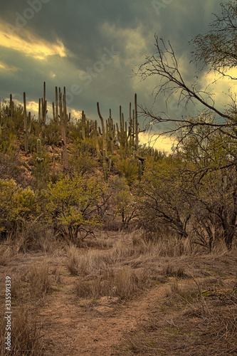 Catalina State Park is situated just outside Tucson proper and is a favorite of hikers  photographers and nature lovers