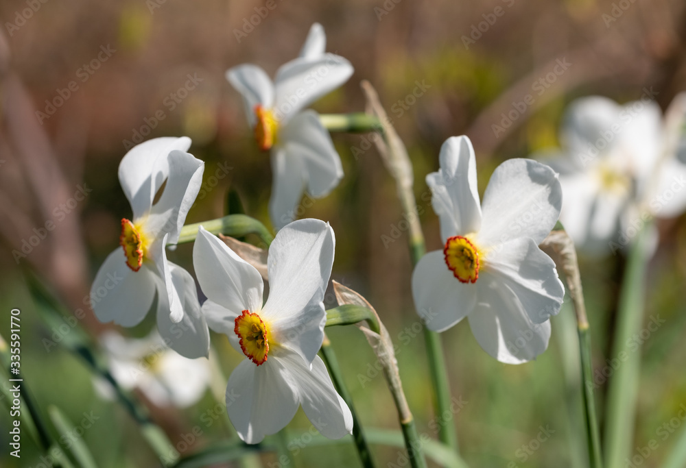 Fototapeta premium Spring flowers Narcissus poeticus, also called Poet's narcissus, at the historic walled garden in the Borough of Hillingdon, London, UK. 