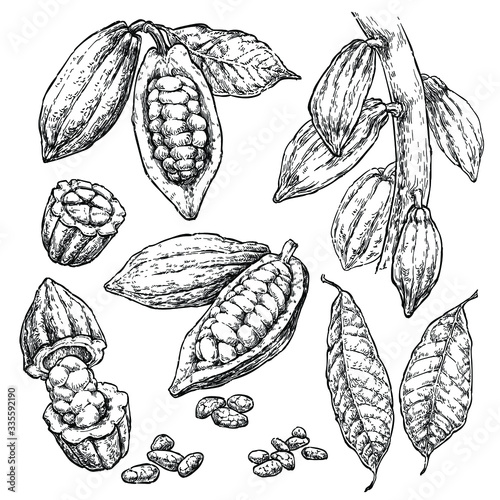 Cocoa beans hand draw vector set. Healthy food illustration in retro style. Engraved style illustration. Set 2