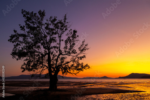 Twilight on the beach and colorful sky with tree