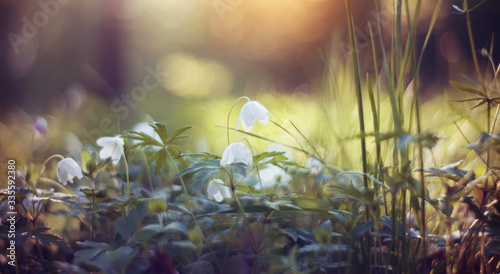 Spring primroses - flowers of an anemony © Azaliya (Elya Vatel)
