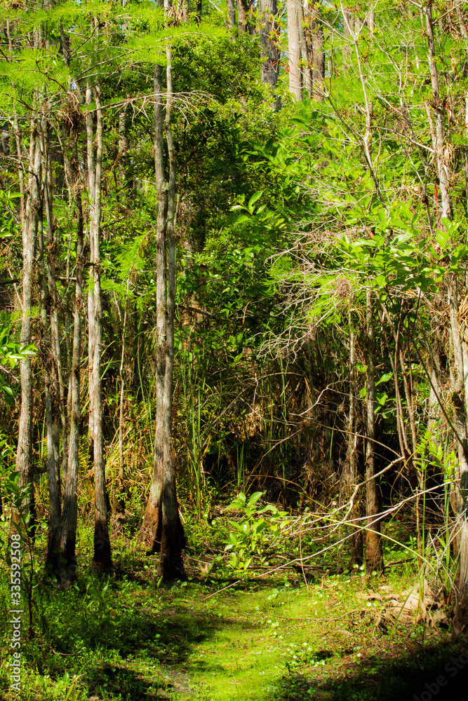 a south Florida cypress swamp a south Florida cypress swamp