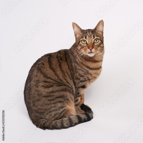Gato atigrado sobre fondo blanco