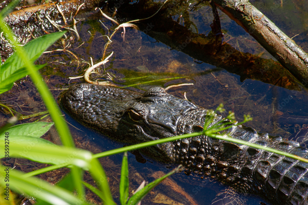 Obraz premium alligator in the water