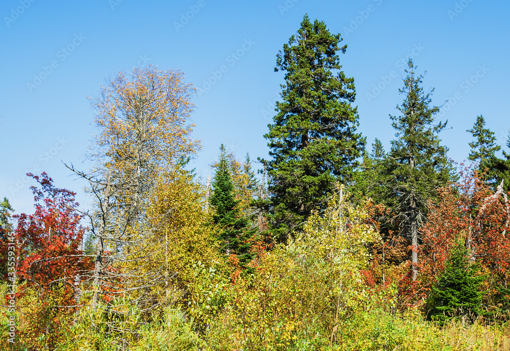 Fototapeta premium Beautiful autumn forest