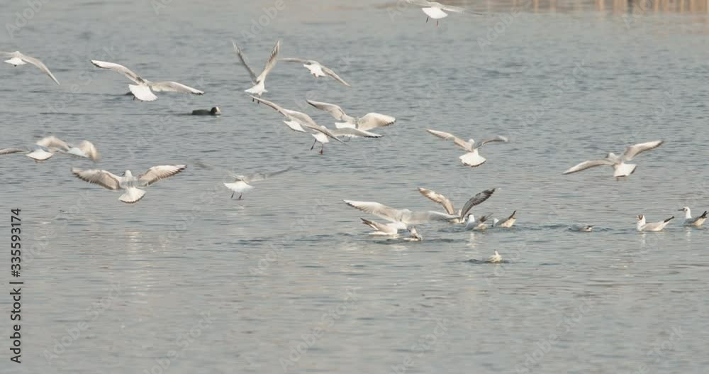Seagulls eating in the water. Seabirds in wildlife biodiversity of insular ecosystems. Seabirds and island communities, Biodiversity awareness conservation of insular species in Delta Vacaresti Seagulls eating in the water. Seabirds in wildlife biodiversity of insular ecosystems. Seabirds and island communities, Biodiversity awareness conservation of insular species in Delta Vacaresti