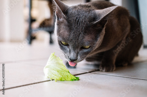 chat qui mange de la salade photo