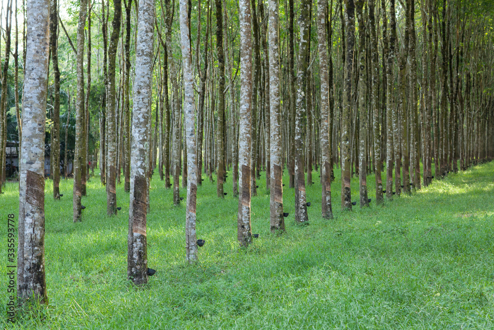 Naklejka premium Landscape of Hevea brasiliensis Muell. Arg. or Para Rubber