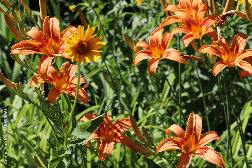 orange lily in the garden orange lily in the garden