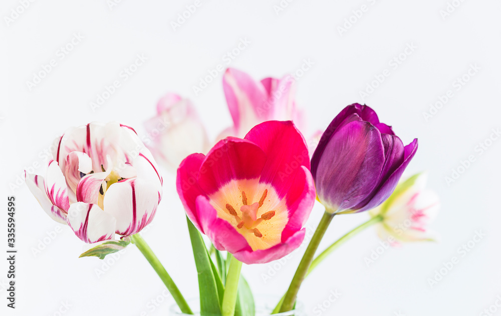 Beautiful bouquet of purple and pink tulips on white background. Close up
