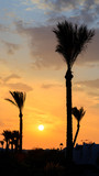 Palmen in Ägypten beim Sonnenuntergang